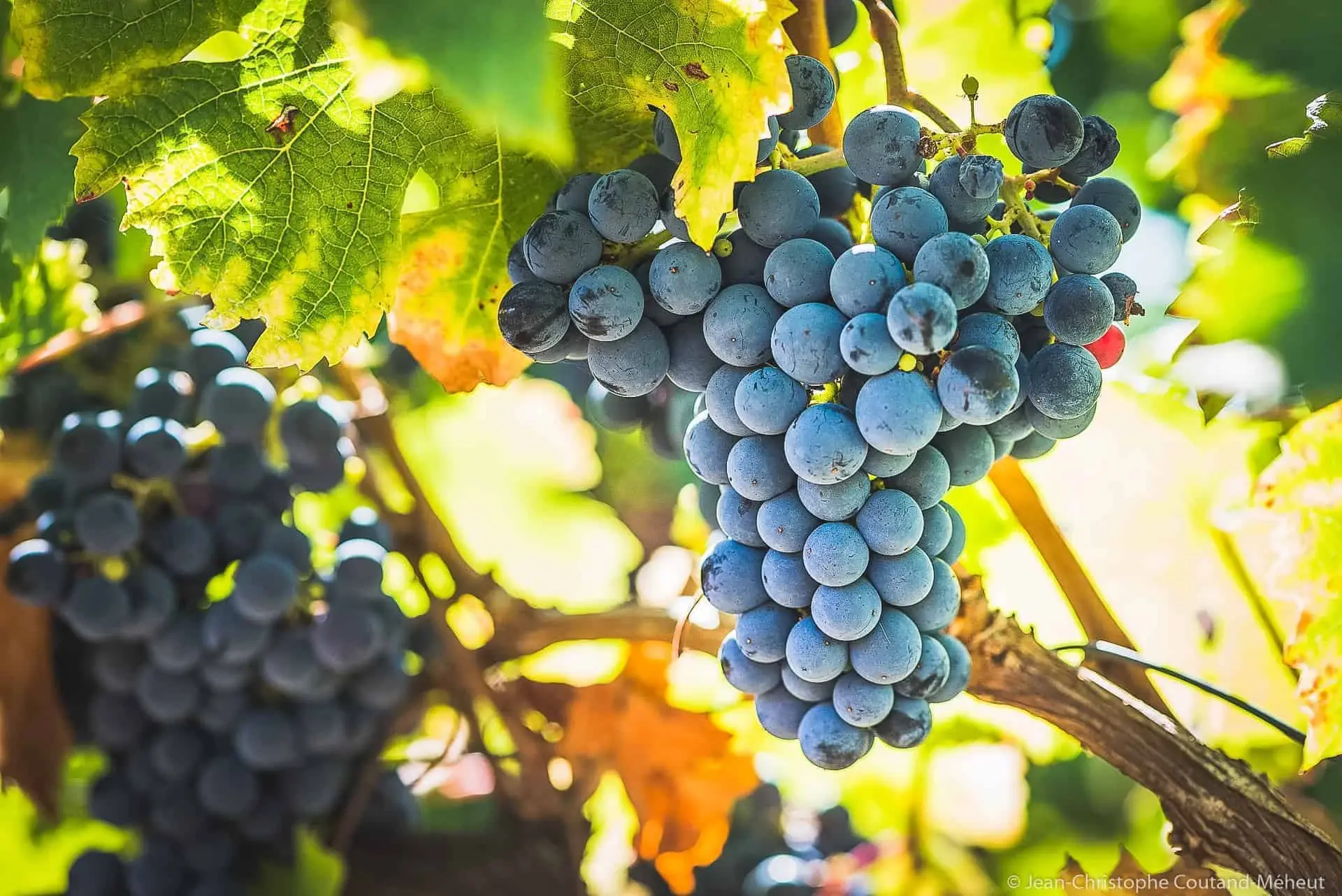 saumur-chinon-loire-cycling